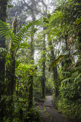 Monteverde jungle in Costa Rica