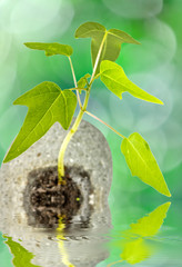  jeune papayer dans galet troué, fond flou avec reflets 