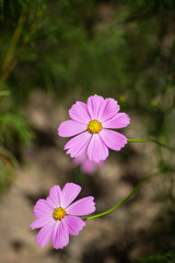 Beautiful Blossom pink and white cosmos flowers in a beautiful day