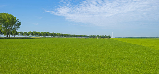 Vegetables growing on a sunny field in spring