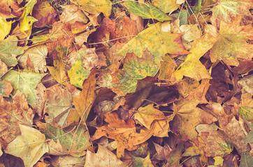 Fall grunge leaves background