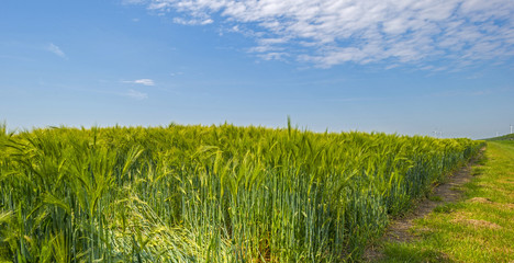 Wheat growing on a sunny field in spring
