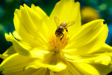 Bee collecting nectar from a bright orange flower in sunny spring day. soft focus photo