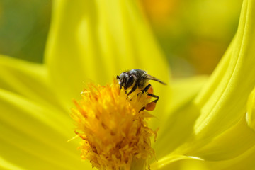 Bee collecting nectar from a bright orange flower in sunny spring day. soft focus photo