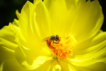 Bee collecting nectar from a bright orange flower in sunny spring day. soft focus photo