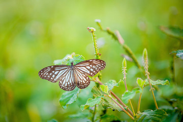 бабочка голубой тигр Tirumala limniace
