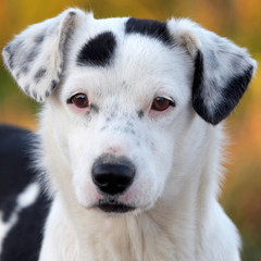 Portrait of a white and black dog