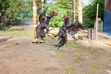  the fighting chickens © denboma