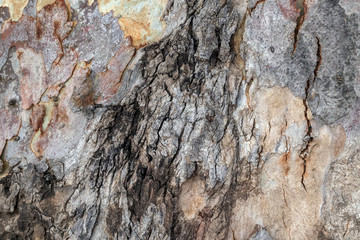 Baumrinde, tree bark, woodgrain 15145.jpg
