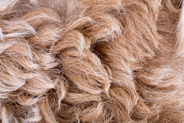 Sheepskin texture