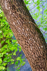 Jersey tiger butterflies on the tree trunk
