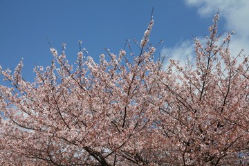 Fototapeta premium Sakura in Kyoto