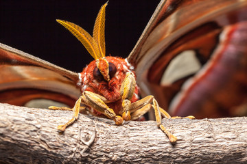 Obraz premium Attacus atlas