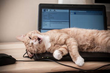 Fototapeta Kot śpiący na laptopie obraz