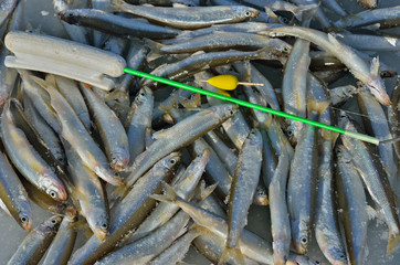 Catch on winter fishing 28