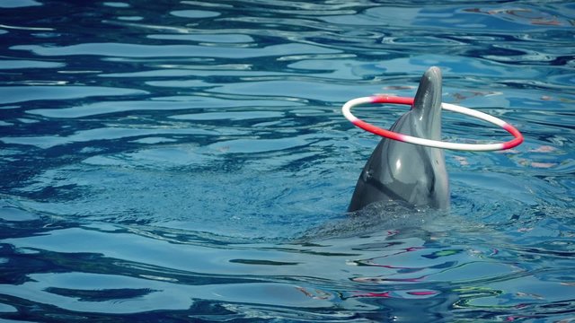 Dolphin Skillfully Twirls Hoop On Head