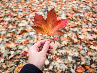Man's hand holding red maple leaf, Autumn background