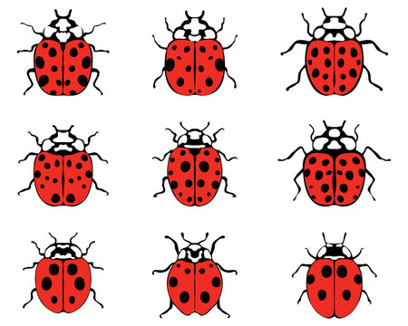 Set of different cheerful ladybugs, vector illustration