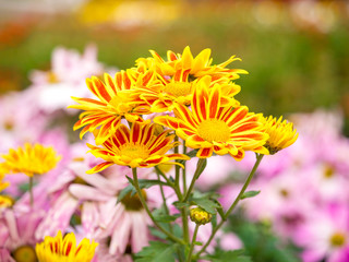 close up of colorful Chrysanthemum flowers