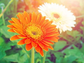 Photo sur Plexiglas Gerbera orange gerbera flower head on garden outdoor