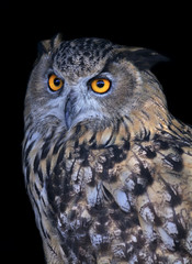 A screech owl, very beautiful wild animal. Stare of a long-eared owl, very skilled raptor. Nocturnal bird with expressive amber wide open eyes.
