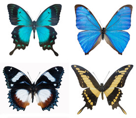 close-up of collection multi-colored beautiful butterflies (Blue