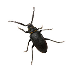 black beetle