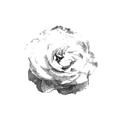 drawn rose
