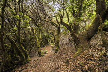 Fototapeta na wymiar Ancient clouds' laurel forest (laurisilva) on El Hierro - Canary islands - Spain