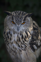 A screech owl on dark background. Stare of a long-eared owl, very skilled raptor. Nocturnal bird with expressive amber eyes, looking frowningly.
