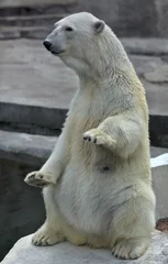 Foto op Plexiglas Ijsbeer A polar bear female, sitting up straight with lifted forepaws. Wild beauty of the most dangerous and mighty beast of the world. Severe, but cute predator.