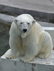 The head of a polar bear female, lovely mother, looking straight into the camera. Portrait of a beautiful beast. The most dangerous animal of the Arctic region. Wild beauty of severe raptor.