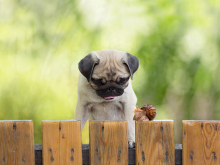 the puppy pug is watching crawling snail fence