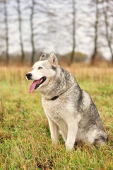 Pies husky na łące