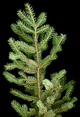 branch of fir-tree