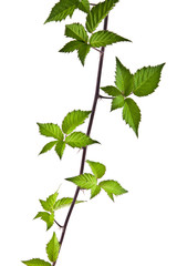 leaves of blackberry