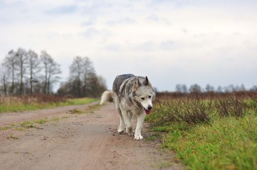 Zmęczony pies husky idący ścieżką - obrazy, fototapety, plakaty