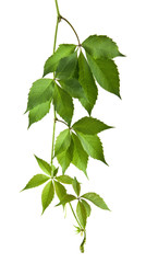 leaves of vine