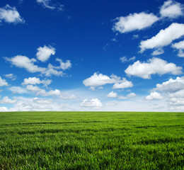 Obraz premium green field