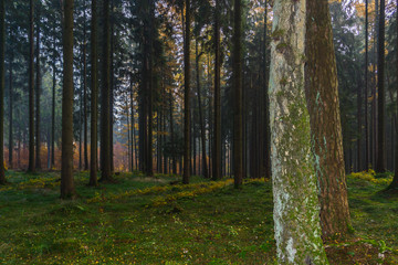 Wald im Herbst im Sonnenlicht