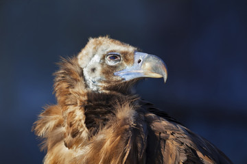The Cinereous Vulture (Aegypius monachus) is also known as the Black Vulture, Monk Vulture, or Eurasian Black Vulture. The largest true bird of prey in the world.