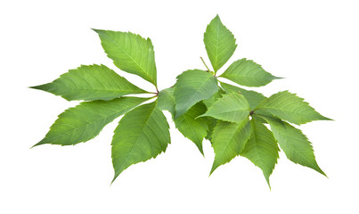 leaves of vine