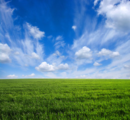 Obraz premium green field