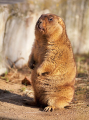 Full length portrait of a Marmot (bobac), posing in a sunny day. Prairie dog is looking at you.