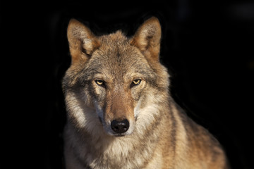 Auge-zu-Auge-Porträt mit grauer Wolfsfrau auf schwarzem Hintergrund. Horizontales Bild. Schönes und gefährliches Tier des Waldes.
