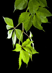 leaves of vine