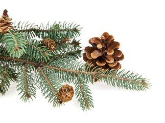 branch of fir-tree