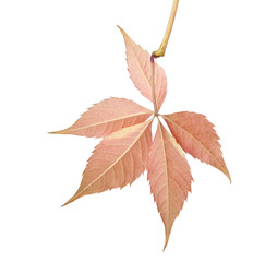 autumn leaves of vine