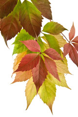 autumn leaves of vine