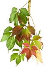 autumn leaves of vine